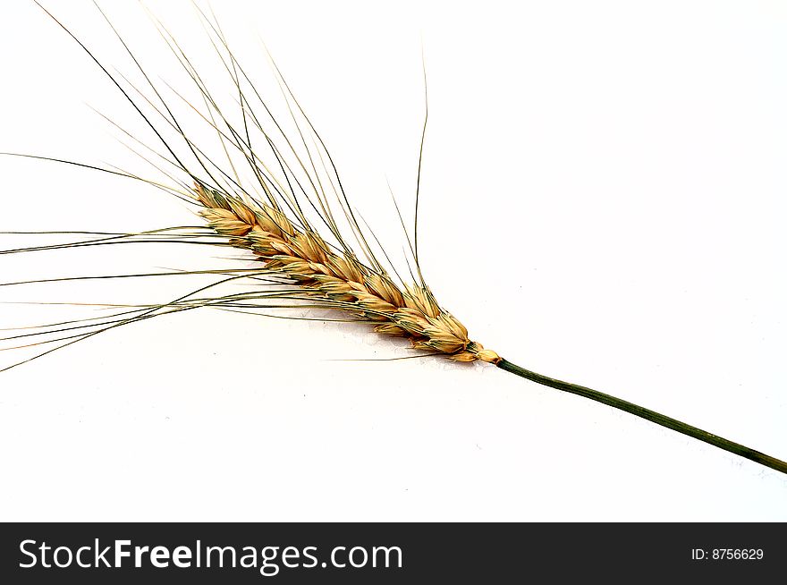 Ear of the wheat with grain and moustache on stalk white background. Ear of the wheat with grain and moustache on stalk white background