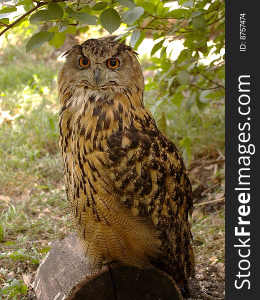 Eagle owl on a stub