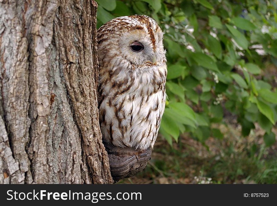 Sleeping young owl and tree