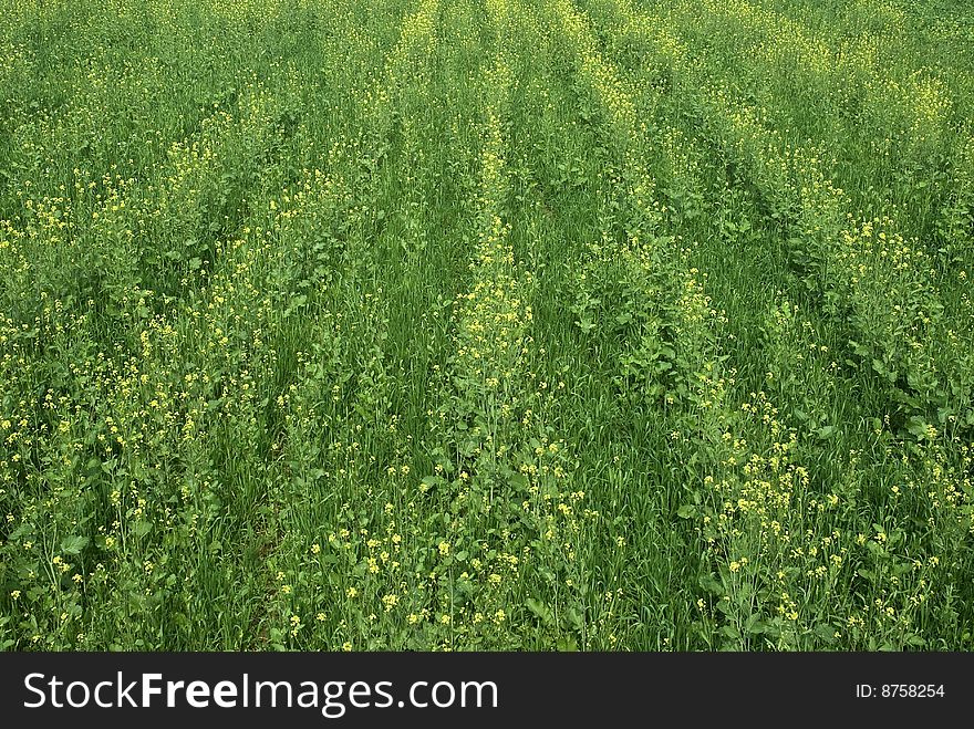 Green field of grass and flowers