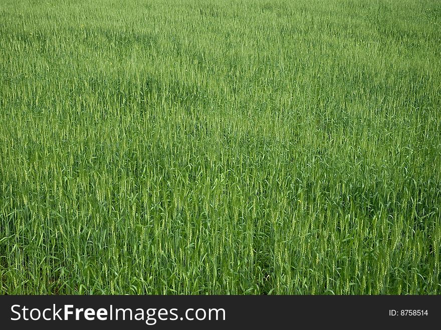 Green field of grass and flowers