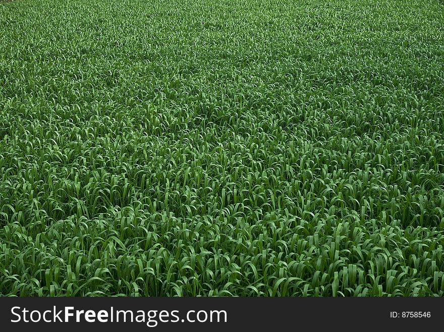 Green field of grass and flowers