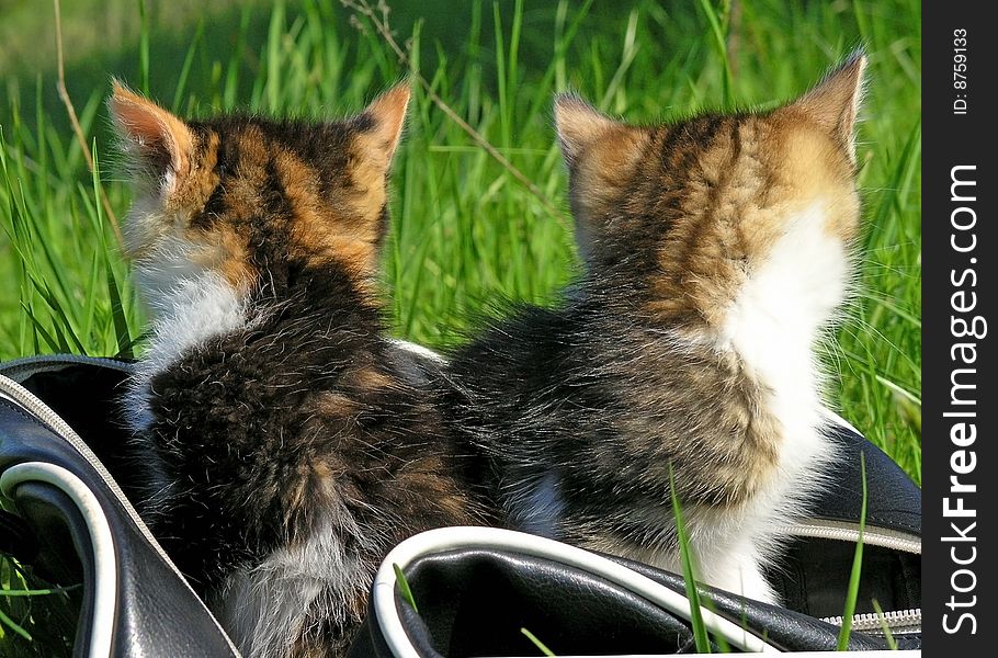 Little Kitten Playing