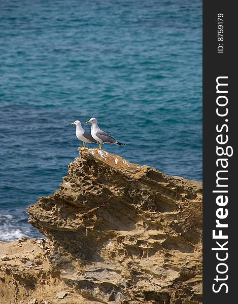 Couple of seagulls standing on a cliff, watching the ooean