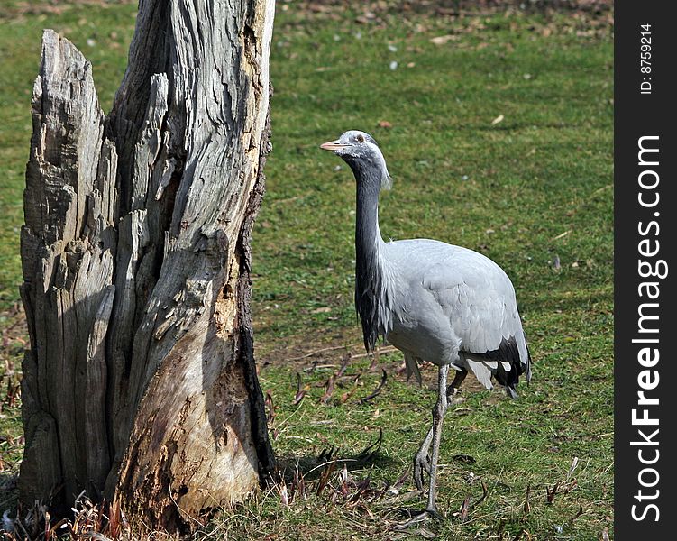 Bird Animal Crane