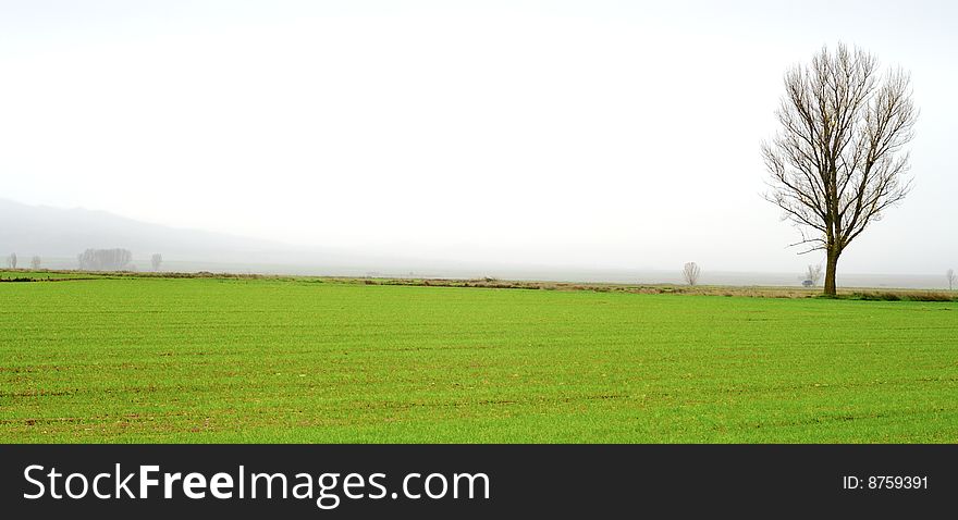 Area with one tree growing on the horizon. Area with one tree growing on the horizon