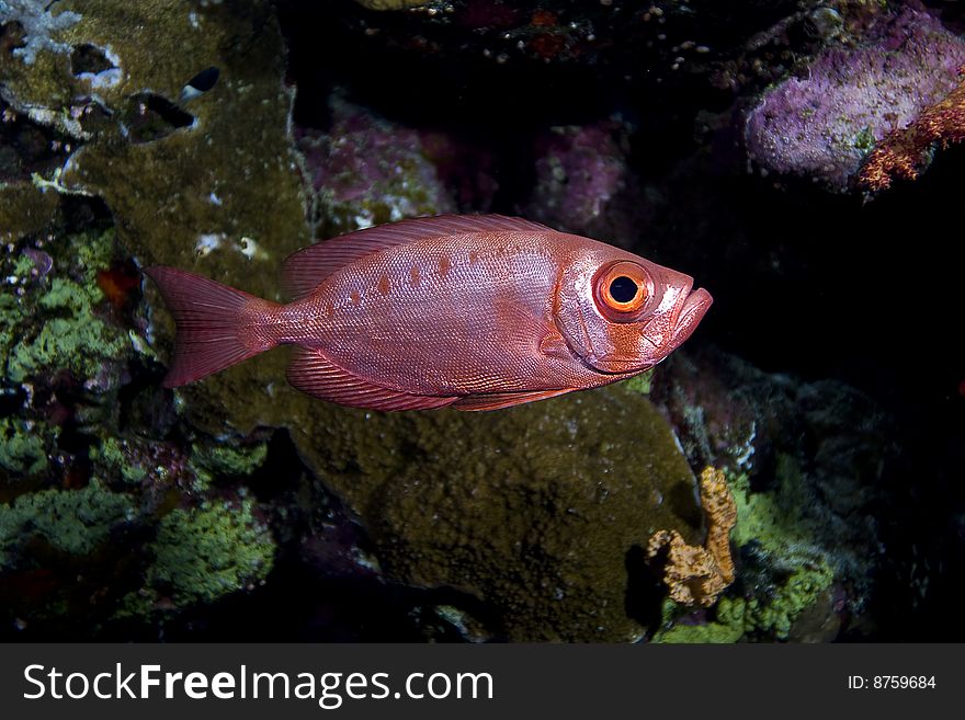 Crescent-tail bigeye
(Priacanthus hamrur)

Photo taken in September 2008, St. John's Small Gotta Reef, Red Sea, Egypt