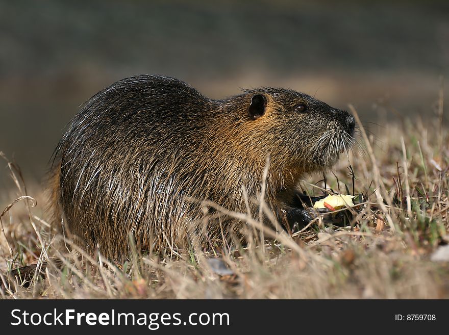 Coypu with apple on spring