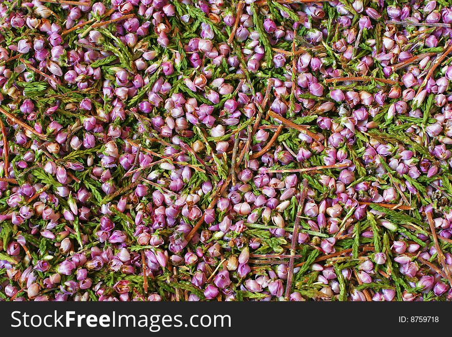 Background from small flowers of a medicinal grass a heather close up