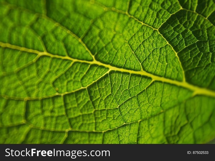 Macro Shot Of Green Leaf