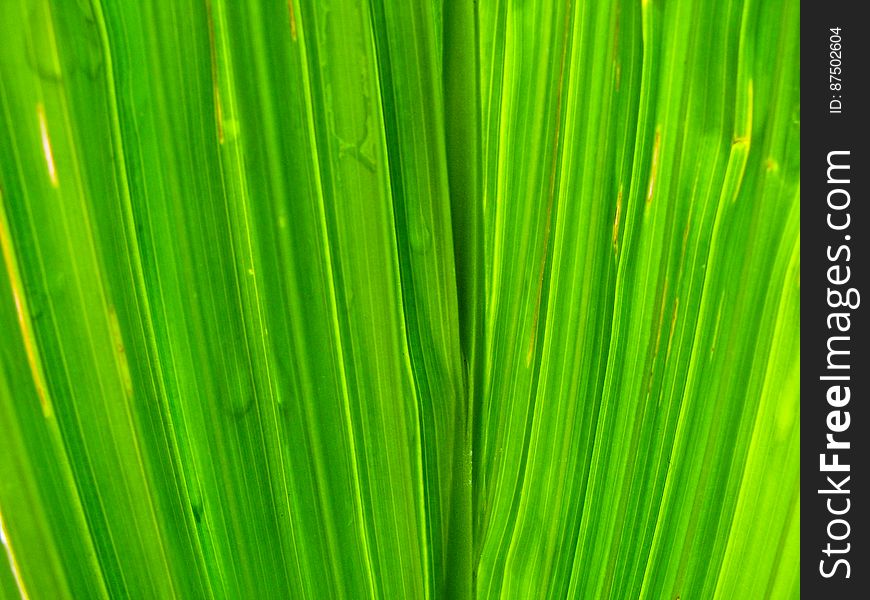 Macro Of Green Leaf