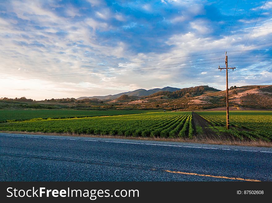 Rows Of Plants On Farm By Road