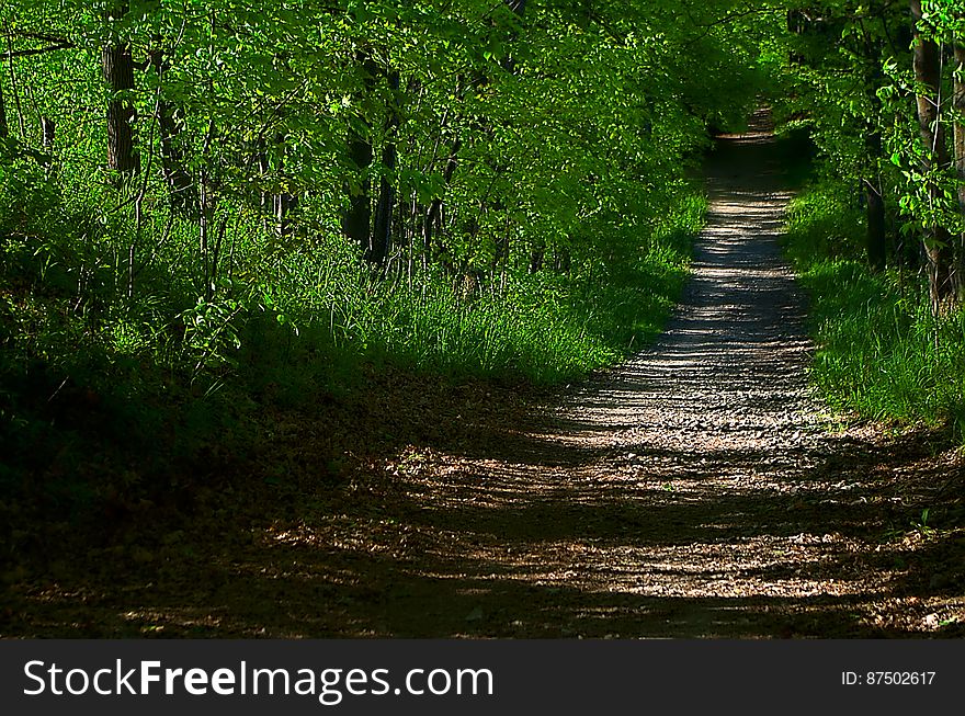 The commute home after all long week in the office is a time to wind down and transition into the calmness of home life. However, this transition can be challenging depending on the nature of the commute. In large urban areas, the commute can be more stressful than the work day. I have commuted in major urban areas with clogged multilane freeways and have commuted in rural areas with quiet roads. I much prefer the latter. I fantasize about a commute that involves no traffic &#x28;of the motorized kind&#x29; at all. I imagine a tree lined path with no cars, trucks or even buildings. The only other commuters I would see would be four legged or winged. This trail on the east side of Short Hills Provincial Park in Thorold, Ontario connects the dead ends of Wiley Road and Eller Road. It appear as if this was once part of one or the other of these two roads. Today, it is a hiking, cycling and equestrian trail. An idea route for a bucolic commute without traffic. The commute home after all long week in the office is a time to wind down and transition into the calmness of home life. However, this transition can be challenging depending on the nature of the commute. In large urban areas, the commute can be more stressful than the work day. I have commuted in major urban areas with clogged multilane freeways and have commuted in rural areas with quiet roads. I much prefer the latter. I fantasize about a commute that involves no traffic &#x28;of the motorized kind&#x29; at all. I imagine a tree lined path with no cars, trucks or even buildings. The only other commuters I would see would be four legged or winged. This trail on the east side of Short Hills Provincial Park in Thorold, Ontario connects the dead ends of Wiley Road and Eller Road. It appear as if this was once part of one or the other of these two roads. Today, it is a hiking, cycling and equestrian trail. An idea route for a bucolic commute without traffic.