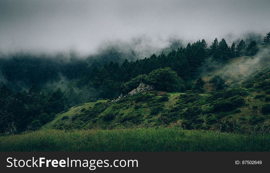 Fog On Forested Hillside