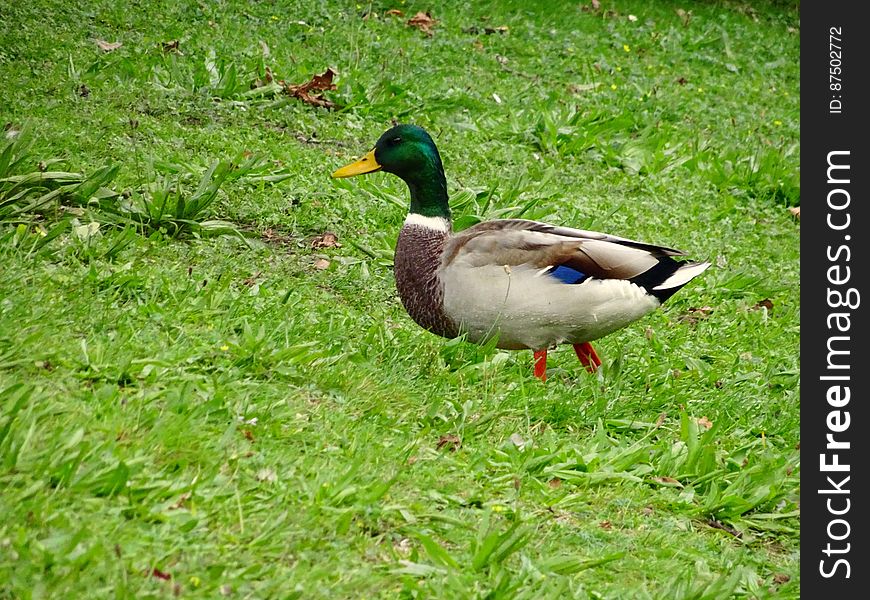 A copyright free photo of a walking duck. I made the photo with my Sony camera. If you like to use the photo, feel free to give credits to my personal portfolio site &#x28;stockypics.com/free-stock-photo-duck-in-grass/&#x29;, any credits are greatly appreciated. This photo was made in a park in the Netherlands, where lots of Siberian ducks tend to stop by to refuel &#x28; eat ;&#x29; &#x29; for their long journey towards warmer climates.