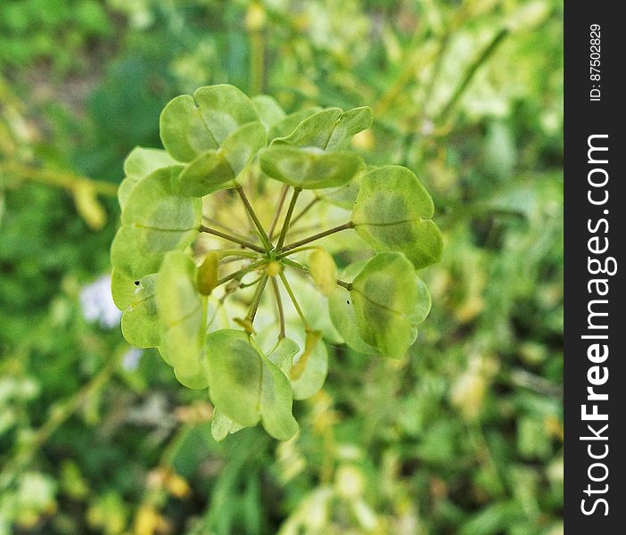 Small seed pods on from the top of a very long stem. Small seed pods on from the top of a very long stem