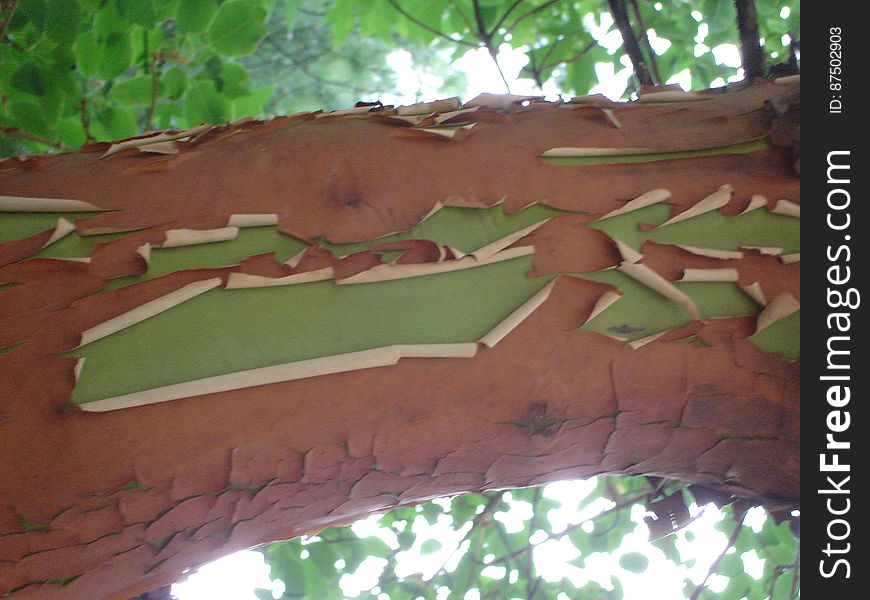 Botany, Leaf, Wood, Branch
