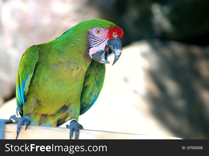 Military Macaw 2