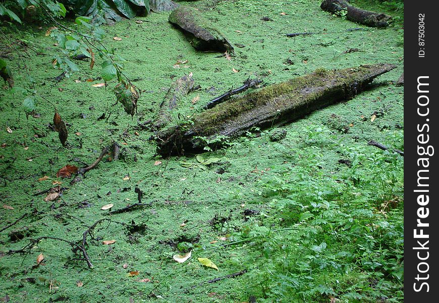 Leaf, Plant, Natural Landscape, Terrestrial Plant