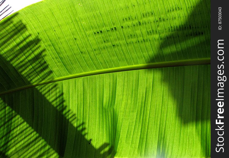 Green, Natural environment, Botany, Terrestrial plant, Organism, Banana leaf