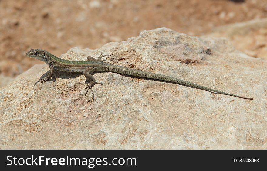 Iguania, Reptile, Lizard, Scaled Reptile