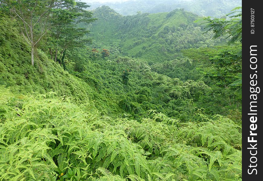 Plant, Plant community, Ecoregion, Mountain, Green, Natural landscape