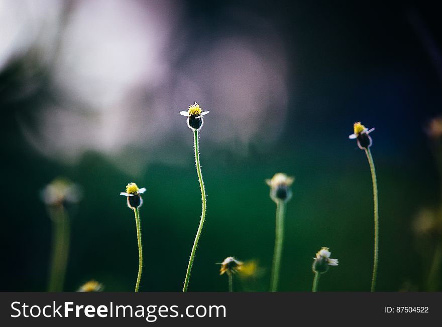 Close-up Of Flowers Growing In Field