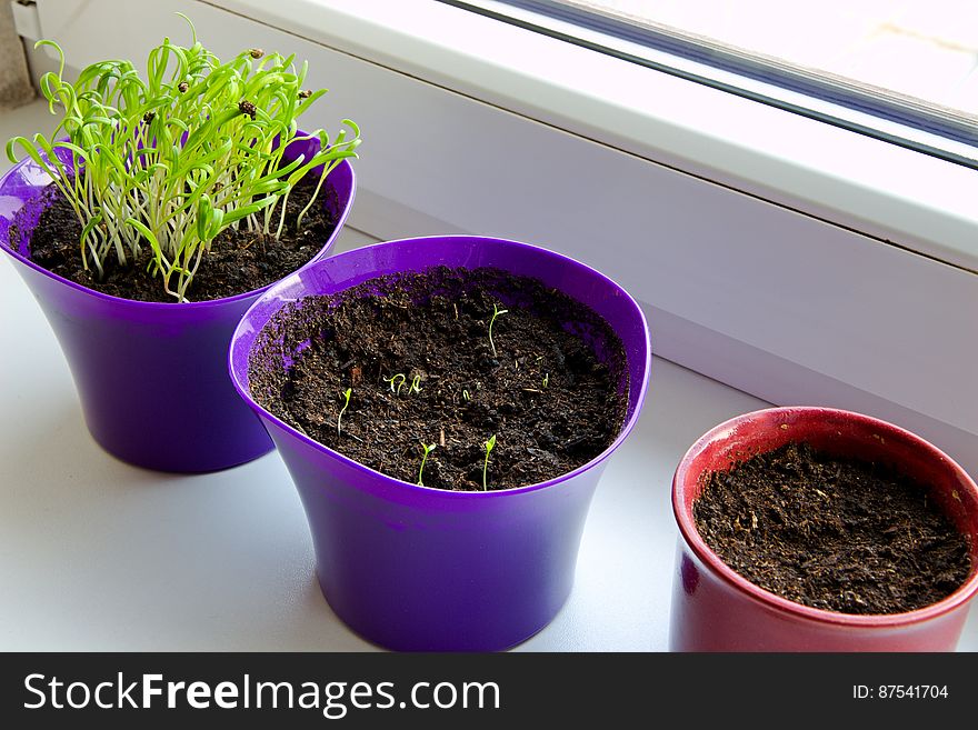 Spinach is grown in pots in the window, spinach seedlings in a colorful pot. Spinach is grown in pots in the window, spinach seedlings in a colorful pot