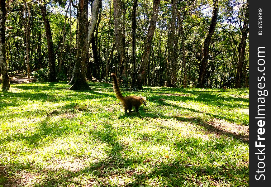O quati é um mamífero muito comum em terras gaúchas. Atualmente ele é o mascote-simbolo do Parque da Ferradura, em Canela, RS. O quati é um mamífero muito comum em terras gaúchas. Atualmente ele é o mascote-simbolo do Parque da Ferradura, em Canela, RS.