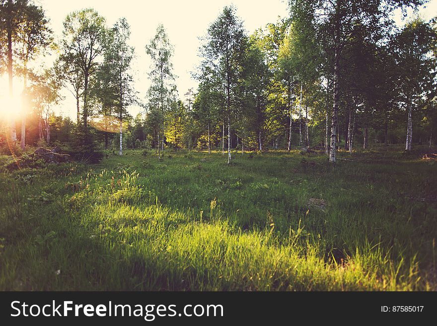 Sun On Green Grass With Trees