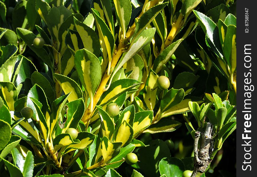 Green Plant With Small Fruits