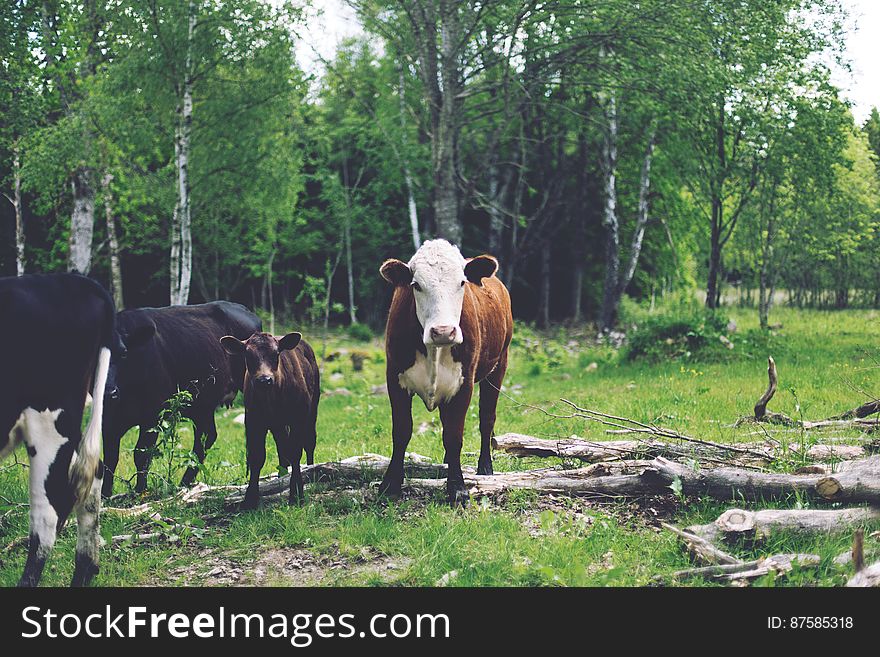 Cows with Calf in Green Pasture