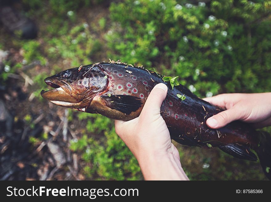 Hands Holding Spotted Fish