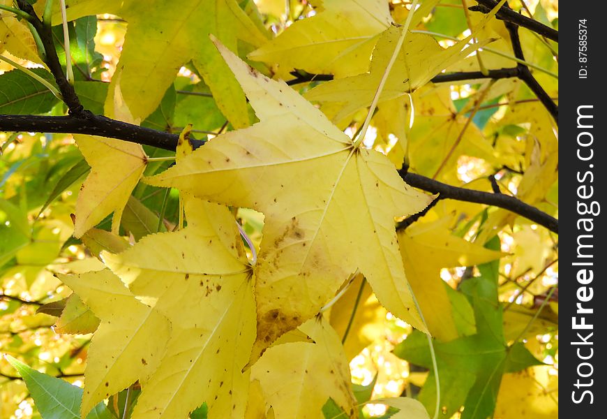 Yellow And Green Tree Leaves With Branches