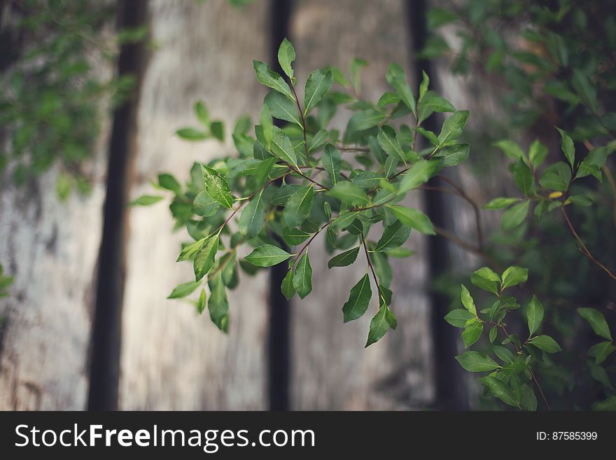 Small Green Plant Leaves