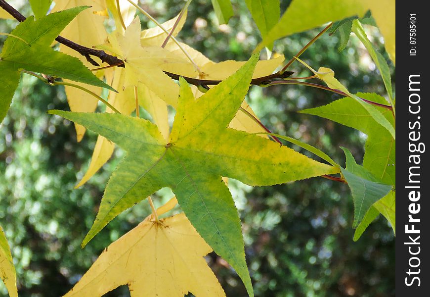 Green And Yellow Tree Leaves On Branches