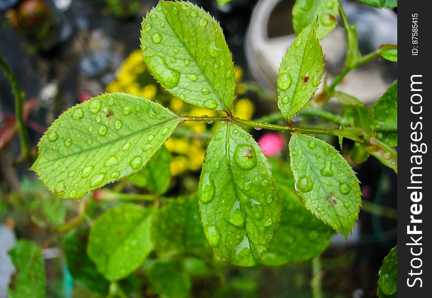 Leaves On Rose Plant With Water Droplets