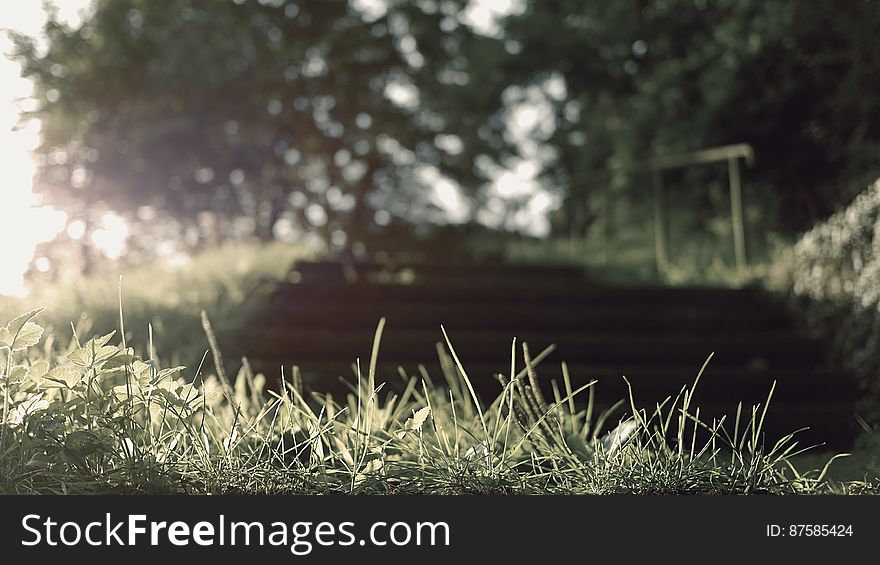 Macro Of Green Grass In Sunlight