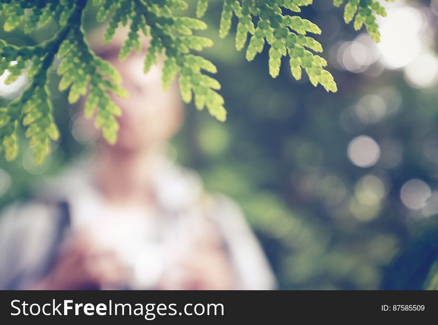 Blurred Person Behind Green Tree Leaf