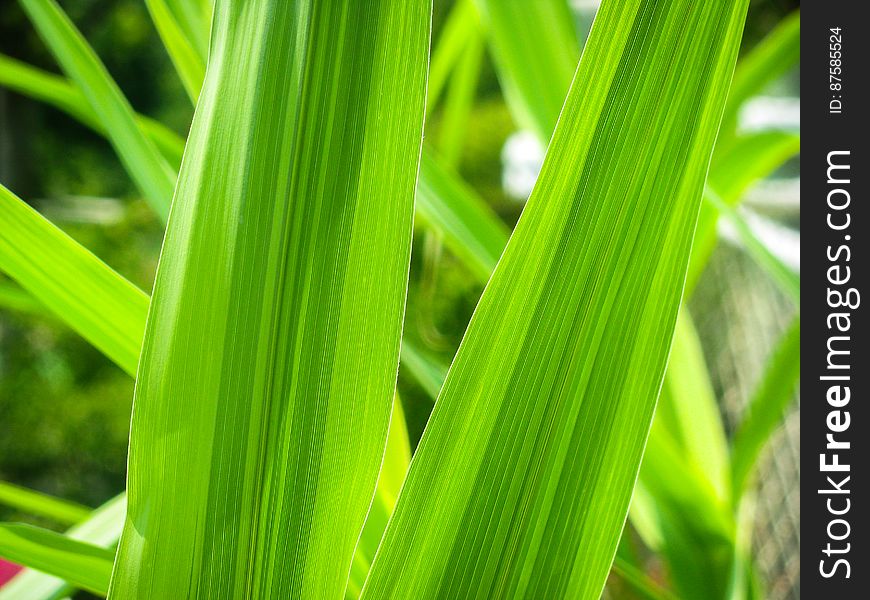 Closeup Of Green Leaves