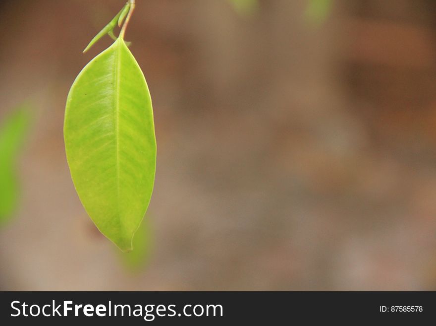 Macro Of Small Green Leaf