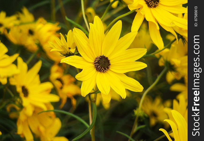 Group Of Yellow Flowers