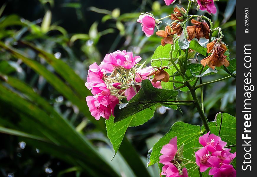 Hot Pink Flowers On Green Plant