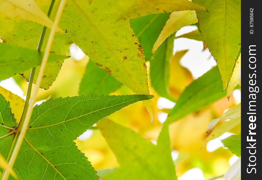 Closeup Of Green And Yellow Leaves