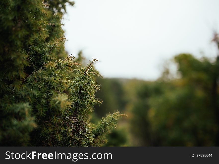 Macro Of Green Plant Leaves