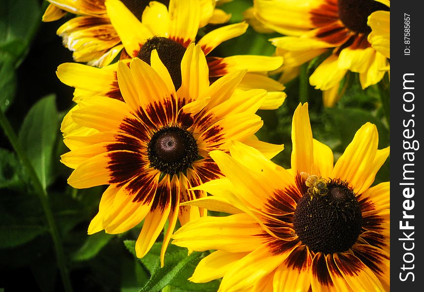 Yellow Flowers