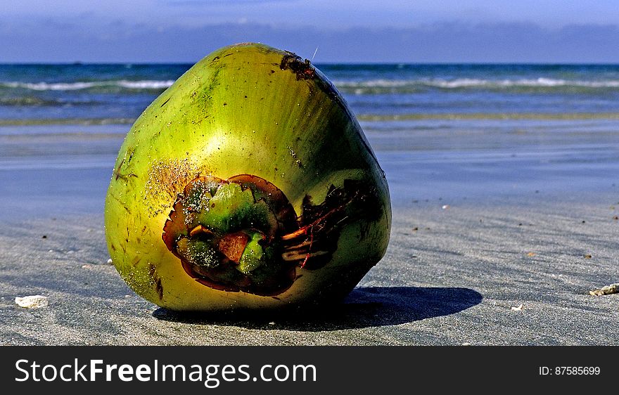 Ocean currents can carry living organisms, such as this germinating coconut seed, to keys and coral islands. Plants such as hardy coconuts and animals such as reptiles can survive long journeys without water or nutrients. Ocean currents can carry living organisms, such as this germinating coconut seed, to keys and coral islands. Plants such as hardy coconuts and animals such as reptiles can survive long journeys without water or nutrients.