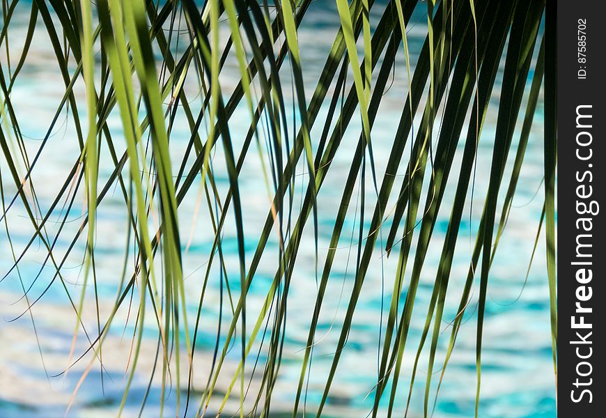 Plant Leaves With Water In Background