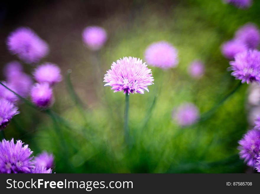 Chive Flower