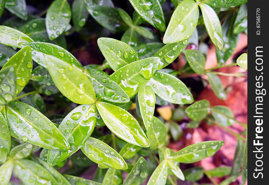 Water Droplets On Green Plant Leaves